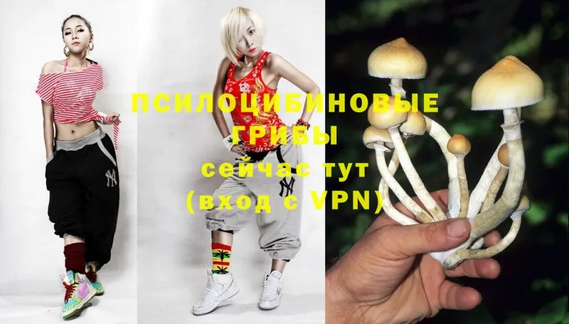 нарко площадка клад  Полтавская  Галлюциногенные грибы Psilocybine cubensis 